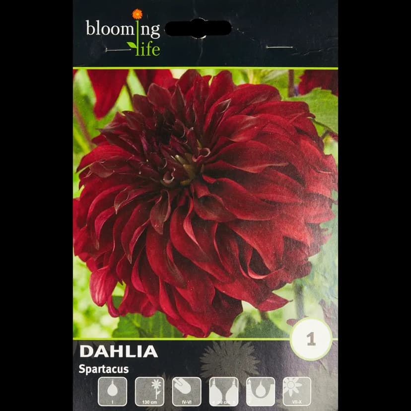 Георгина декоративная Спартакус 1