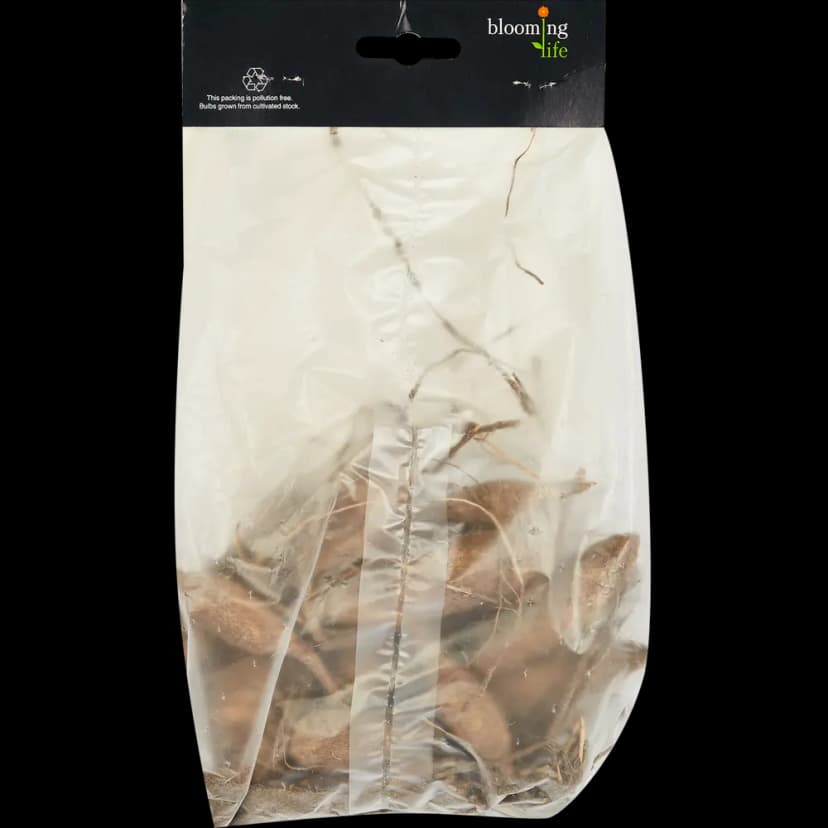 Георгина декоративная Спартакус 2