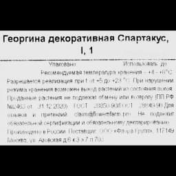 Георгина декоративная Спартакус 3