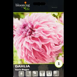 Георгина декоративная Вассио Меггос 1