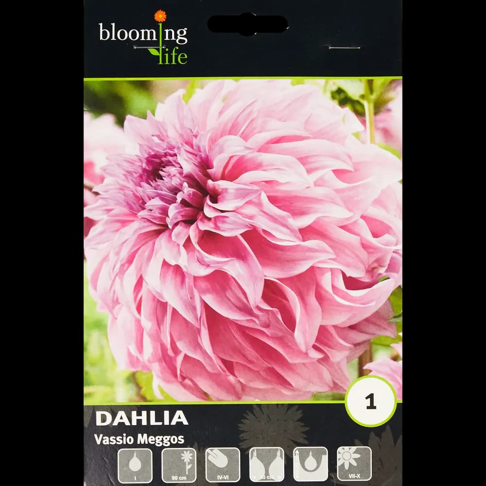 Георгина декоративная Вассио Меггос