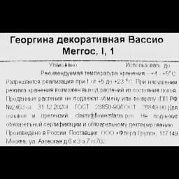 Георгина декоративная Вассио Меггос 3