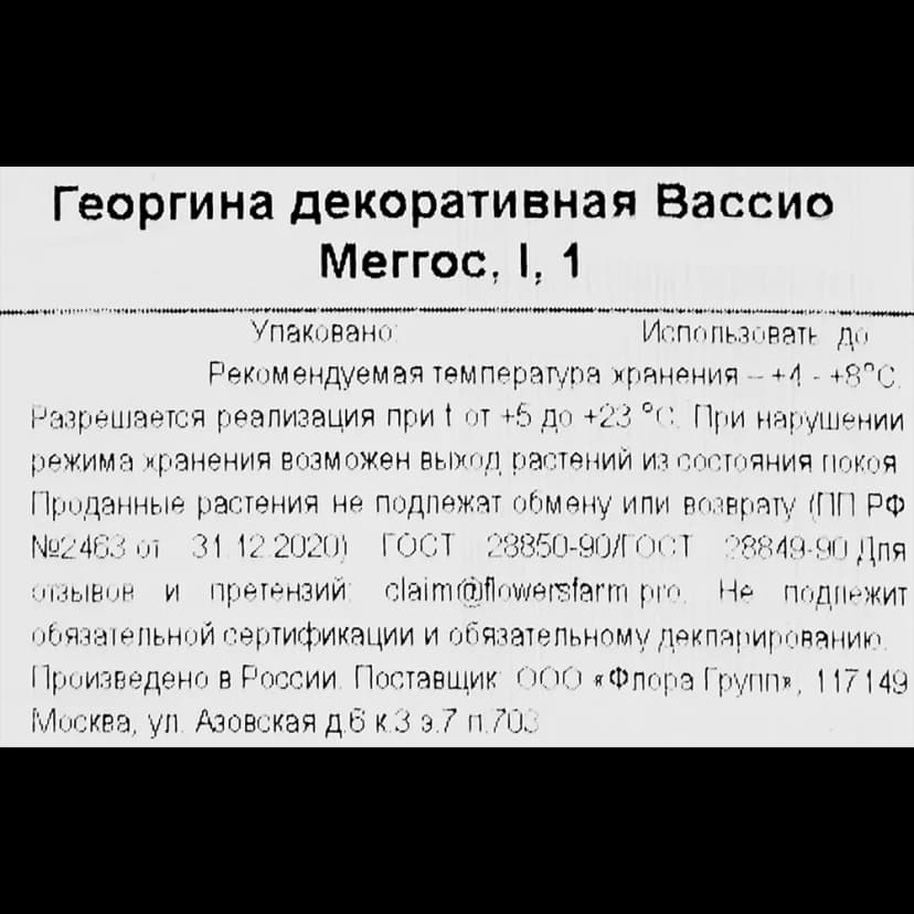 Георгина декоративная Вассио Меггос 3