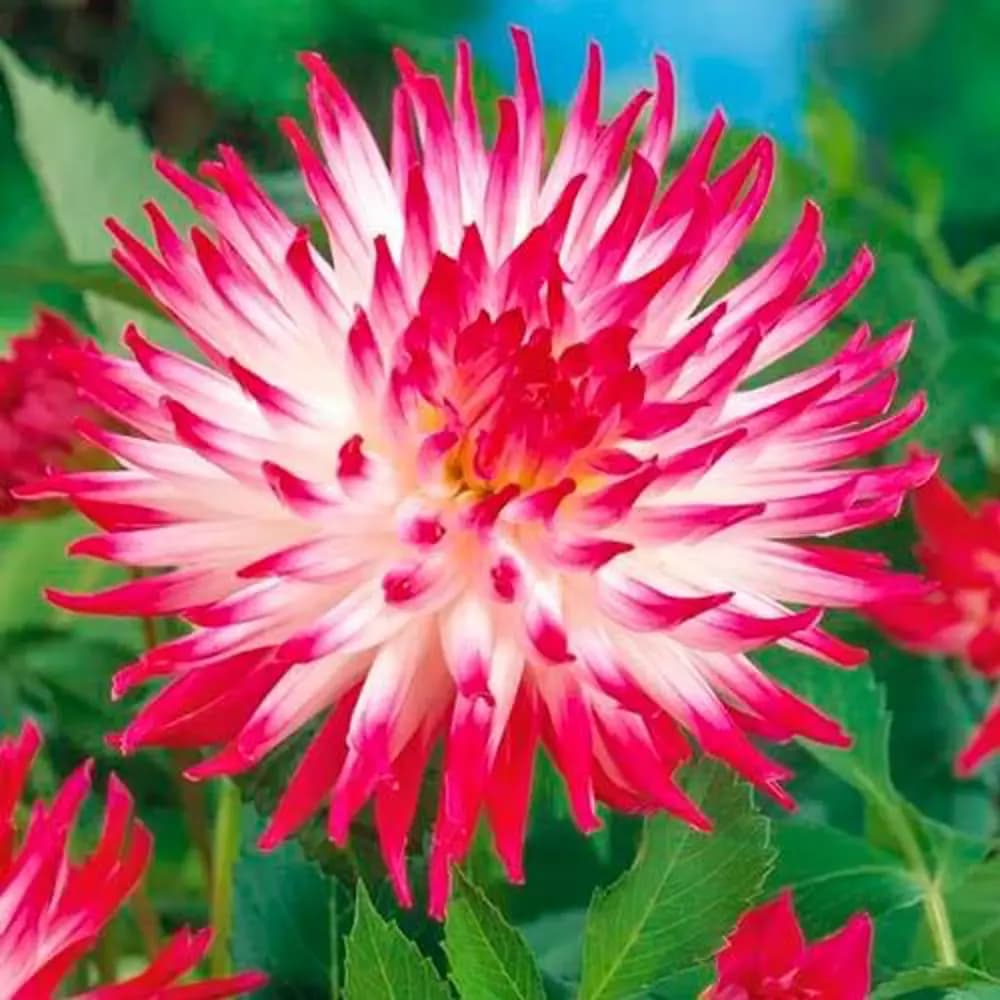 Георгина декоративная Эксплоужн