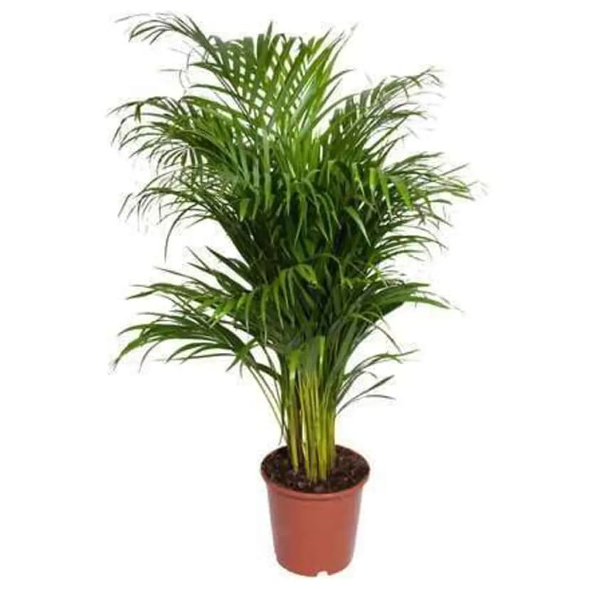 Хризалидокарпус Лутесценс ø24 h140 см 1