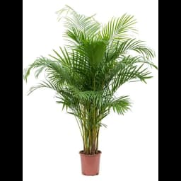 Хризалидокарпус Лутесценс ø24 h140 см 2