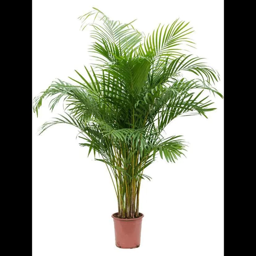 Хризалидокарпус Лутесценс ø24 h140 см 2