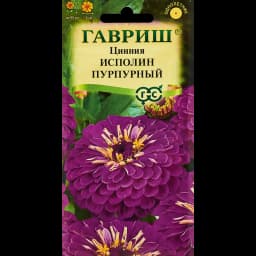 Семена цветов Гавриш цинния Исполин пурпурный 1