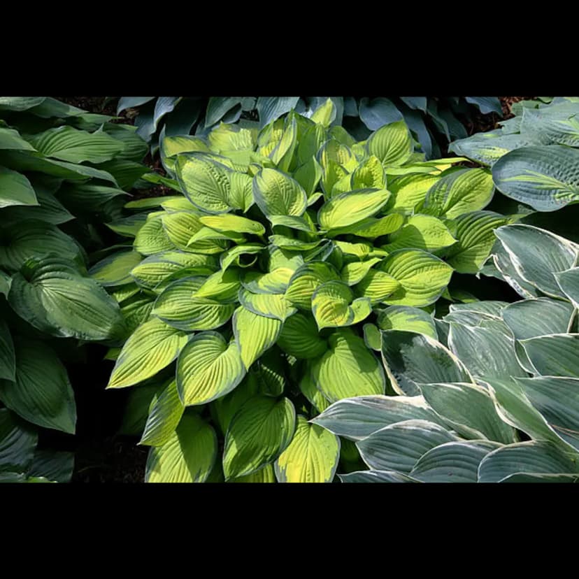 Хоста Голд Стандарт 100 мм 1