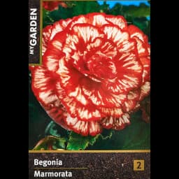 Бегония Мармората красно-белая 40 мм 1