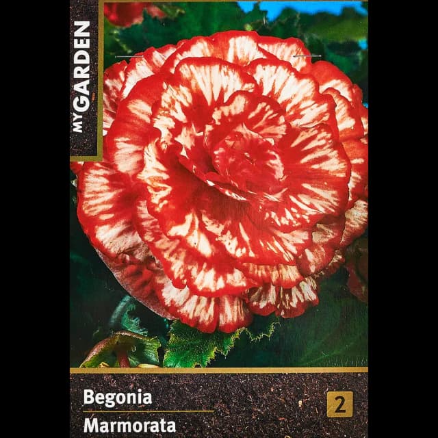 Бегония Мармората красно-белая 40 мм