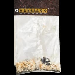 Бегония Мармората красно-белая 40 мм 2