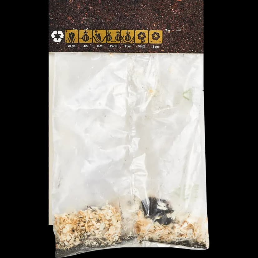 Бегония Мармората красно-белая 40 мм 2