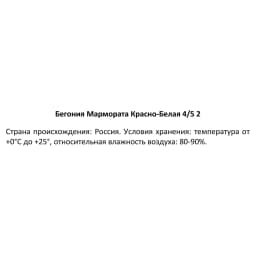 Бегония Мармората красно-белая 40 мм 3