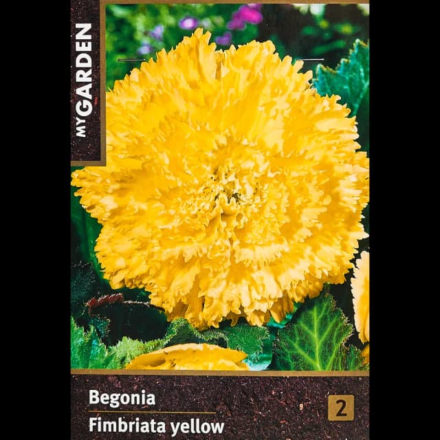 Бегония Фимбриата желтая 40 мм