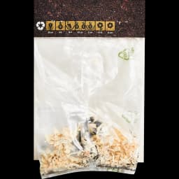 Бегония Фимбриата желтая 40 мм 2