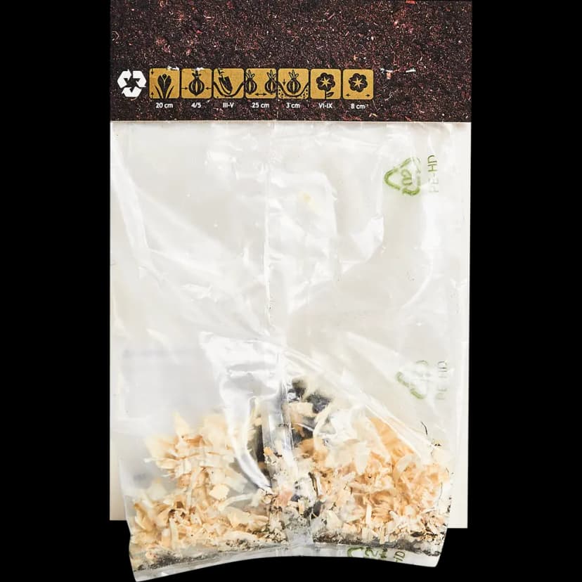 Бегония Фимбриата желтая 40 мм 2