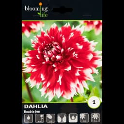 Георгина бахромчатая Дабл Жу 100 мм 1