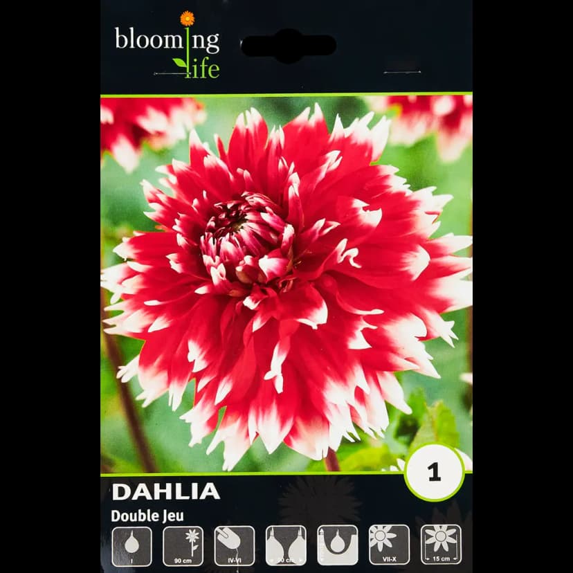 Георгина бахромчатая Дабл Жу 100 мм 1