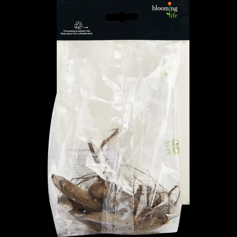 Георгина бахромчатая Дабл Жу 100 мм 2