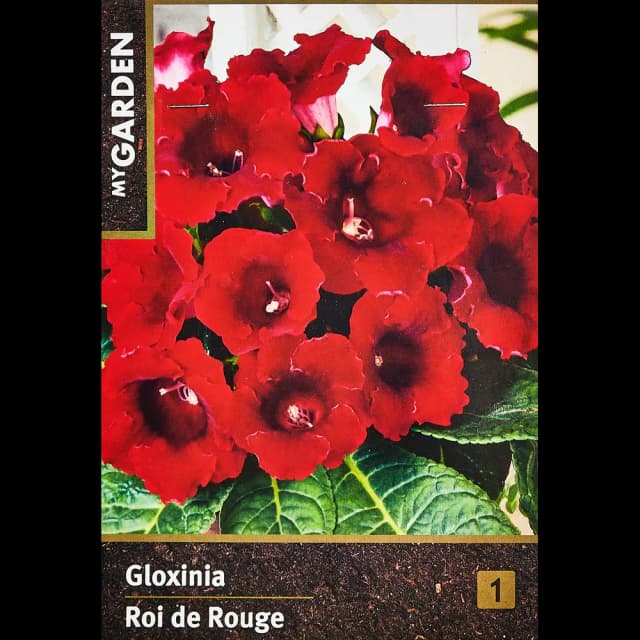 Глоксиния Рой Де Руж 40 мм