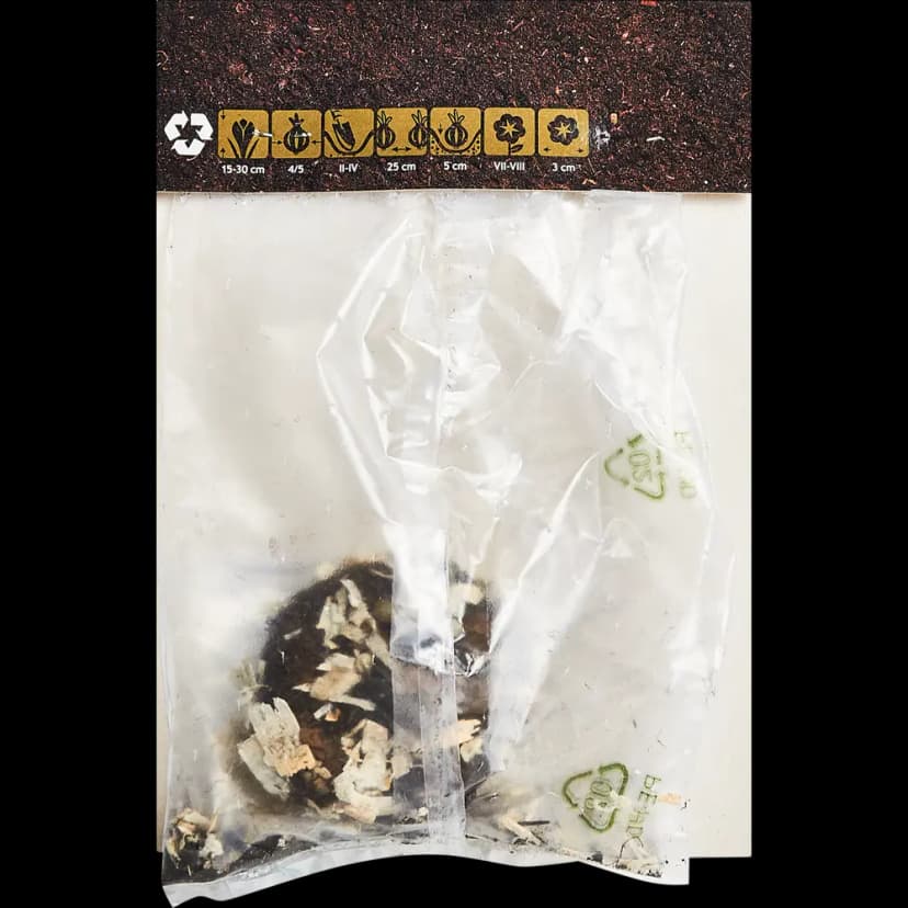 Глоксиния Рой Де Руж 40 мм 2