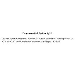 Глоксиния Рой Де Руж 40 мм 3