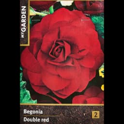 Бегония махровая красная 40 мм 1