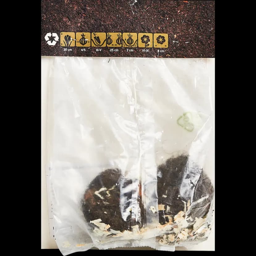 Бегония махровая красная 40 мм 2