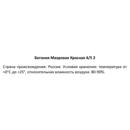 Бегония махровая красная 40 мм 3