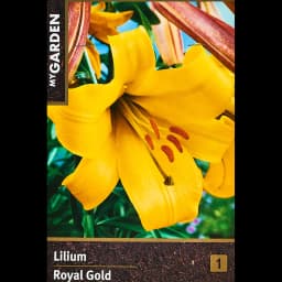 Лилия трубчатая Ройал Голд 160 мм 1
