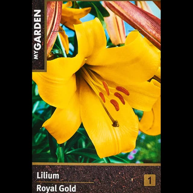 Лилия трубчатая Ройал Голд 160 мм