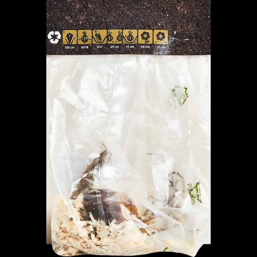 Лилия трубчатая Ройал Голд 160 мм 2