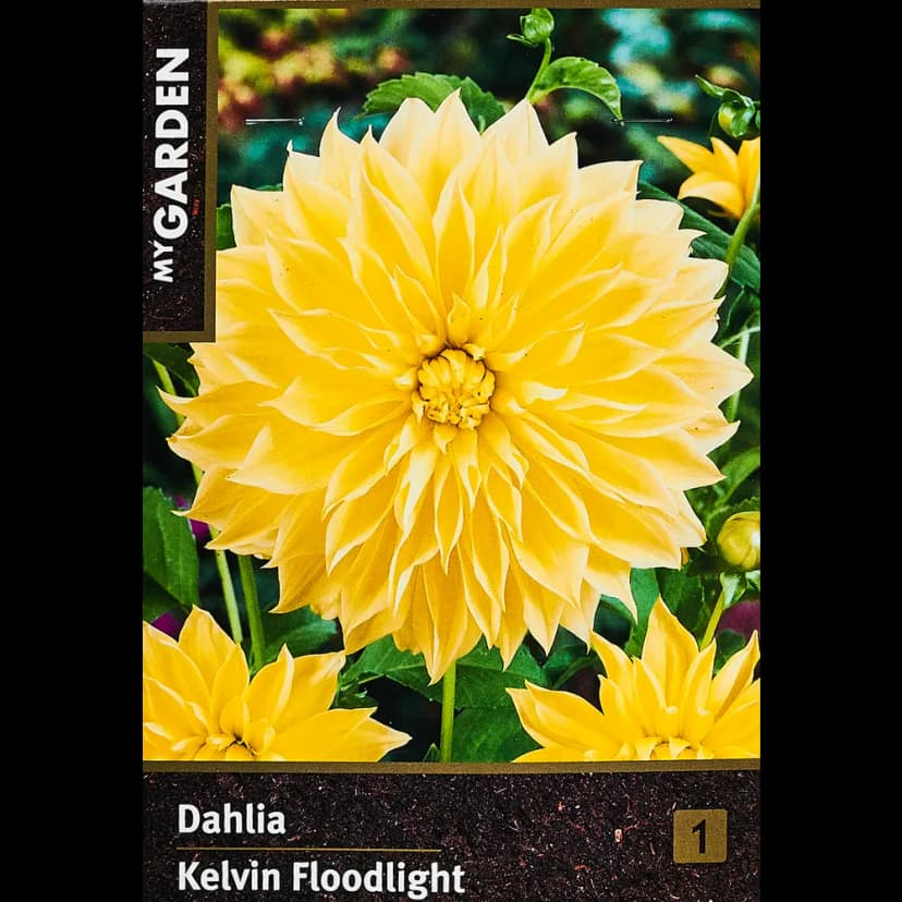 Георгина декоративная Кельвин Флудлайт 100 мм 1