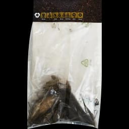 Георгина декоративная Кельвин Флудлайт 100 мм 2