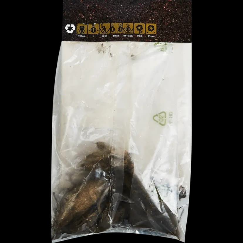 Георгина декоративная Кельвин Флудлайт 100 мм 2