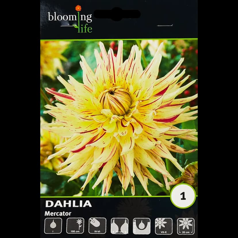 Георгина кактусовая Меркатор 100 мм 1