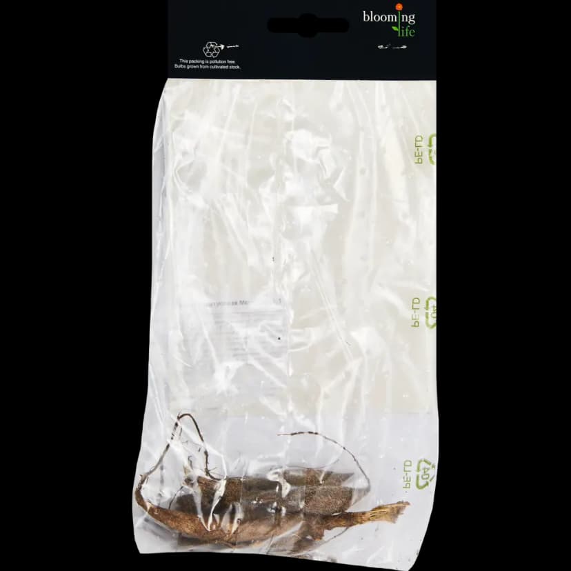 Георгина кактусовая Меркатор 100 мм 2