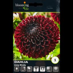 Георгина шаровидная Джовей Мирелла 100 мм 1