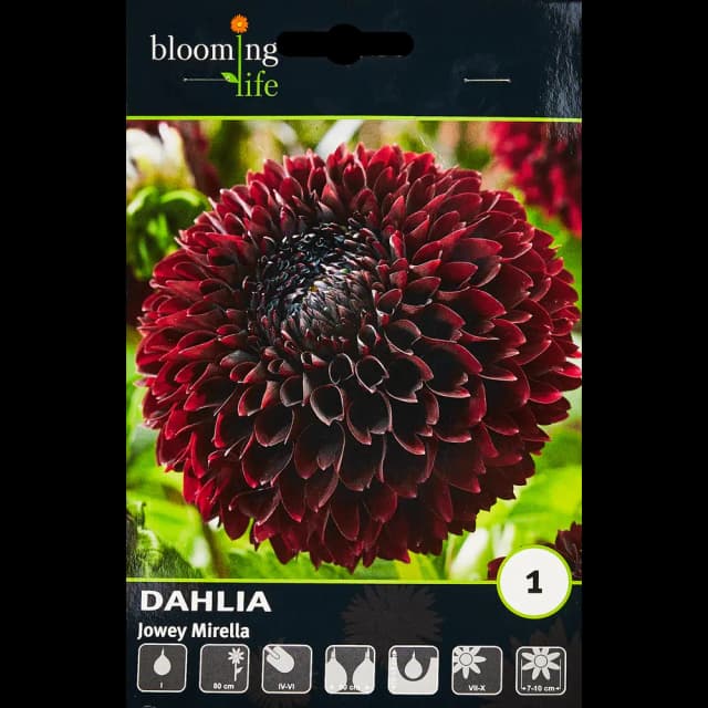 Георгина шаровидная Джовей Мирелла 100 мм