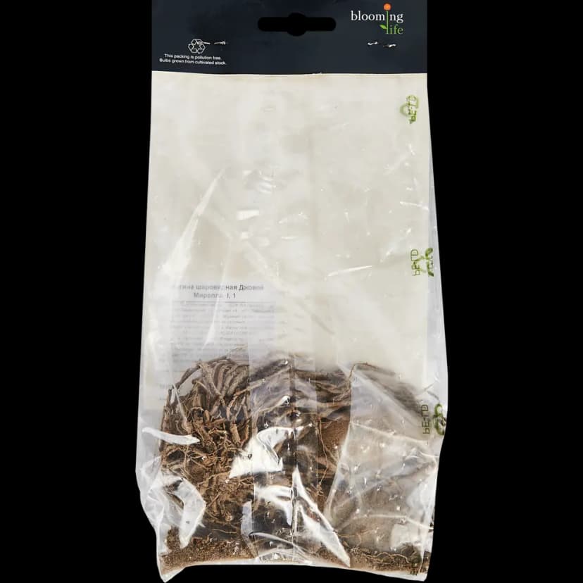 Георгина шаровидная Джовей Мирелла 100 мм 2