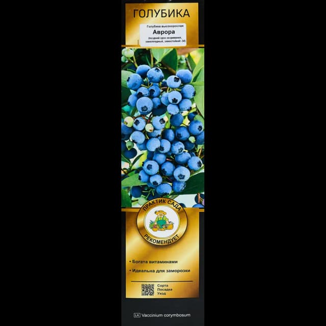 Голубика высокорослая Аврора короб h35 см