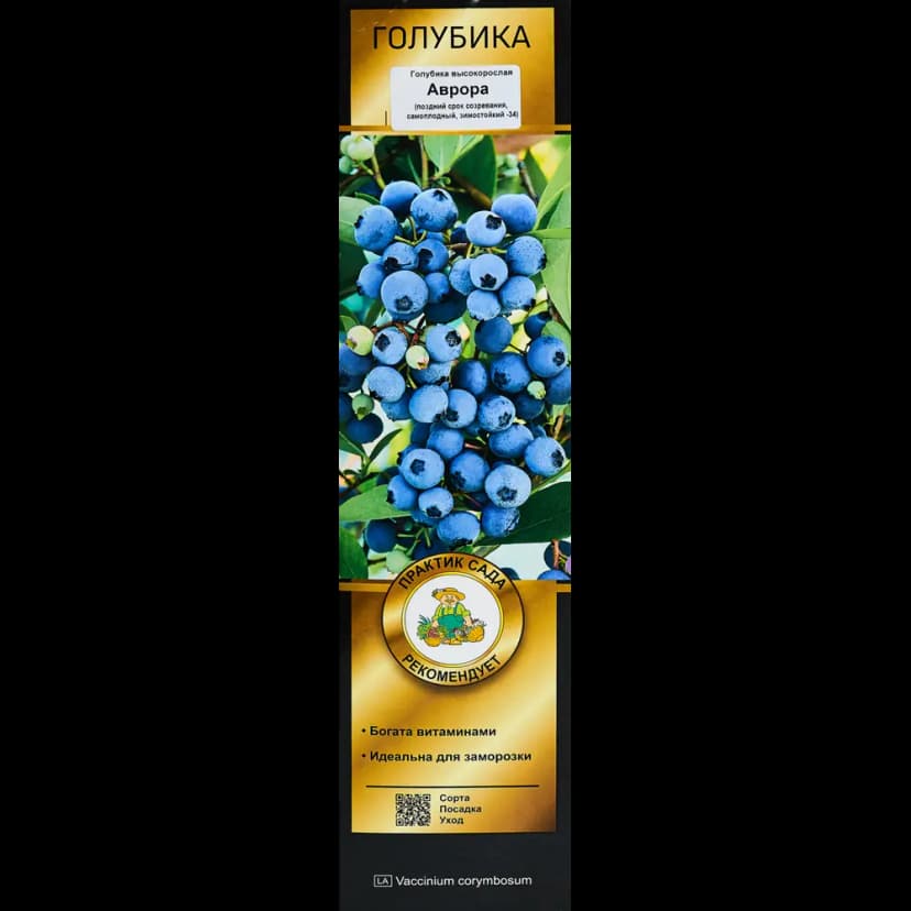 Голубика высокорослая Аврора короб h35 см 1