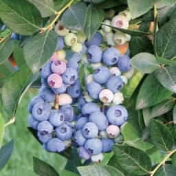 Голубика высокорослая Аврора короб h35 см 4