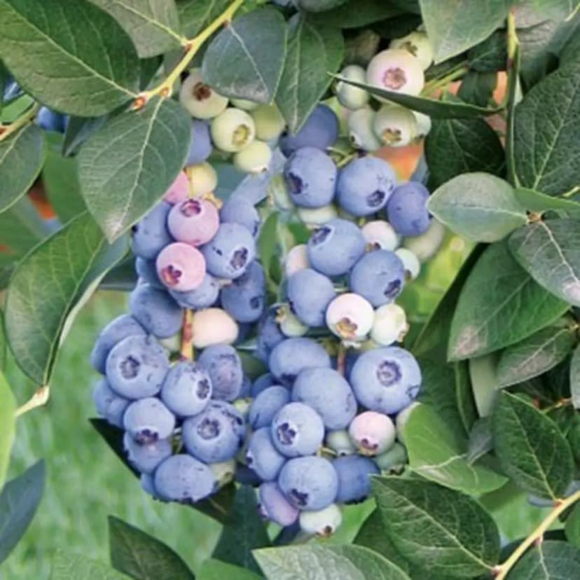 Голубика высокорослая Аврора короб h35 см 4