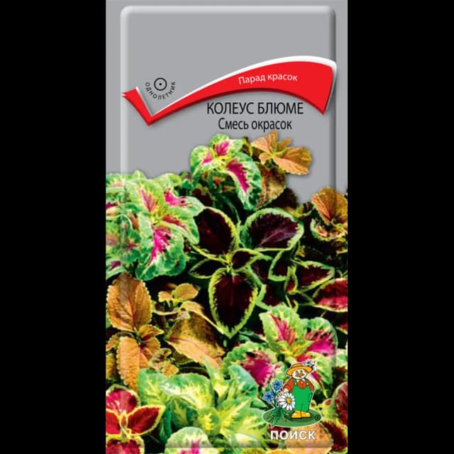Семена цветов Поиск колеус Блюме микс