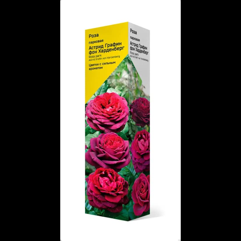 Роза парковая h39 см 1