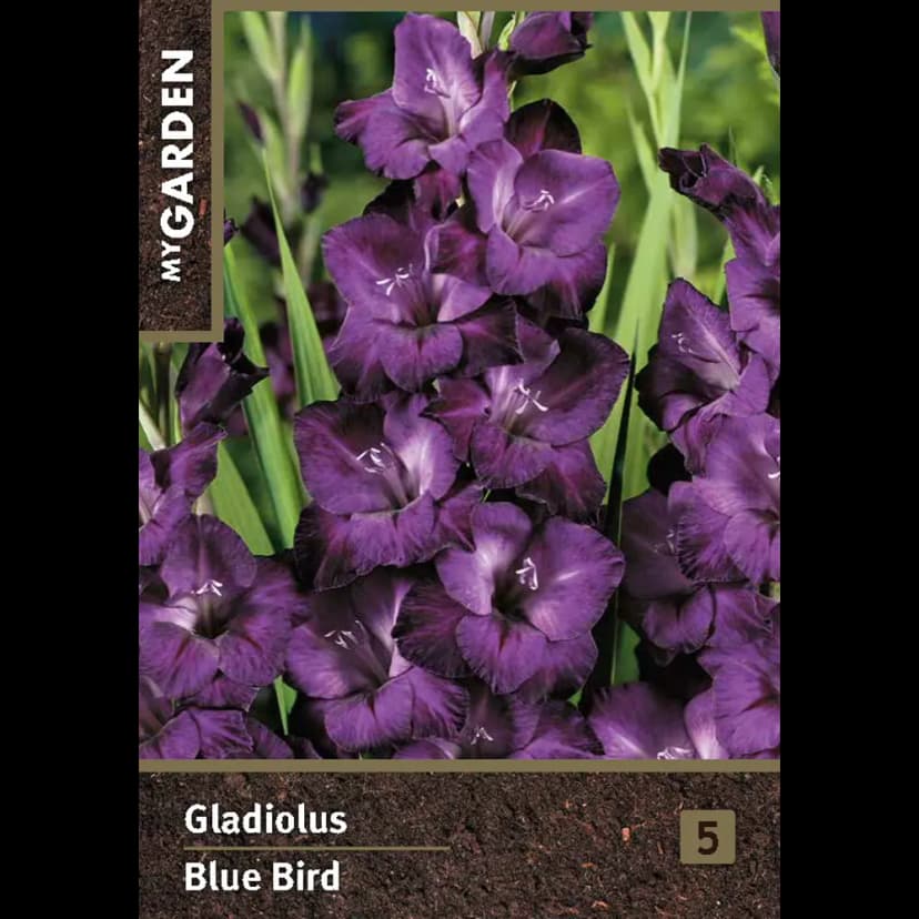 Гладиолус крупноцветковая Блю Берд луковицы 10/12 1
