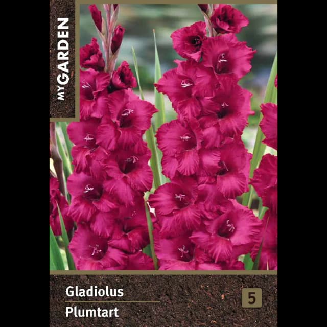 Гладиолус крупноцветковый Плюмарт луковицы 10/12