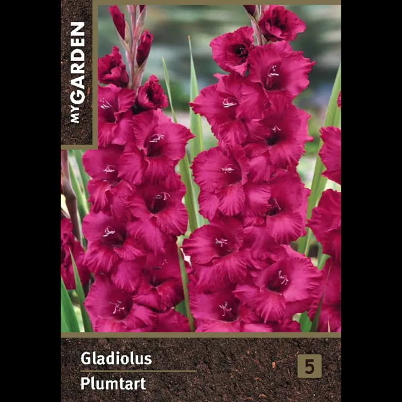Гладиолус крупноцветковый Плюмарт луковицы 10/12 1